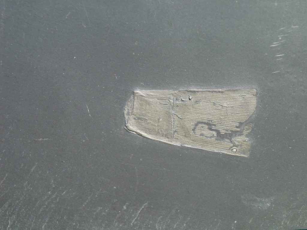 Calamites sp.