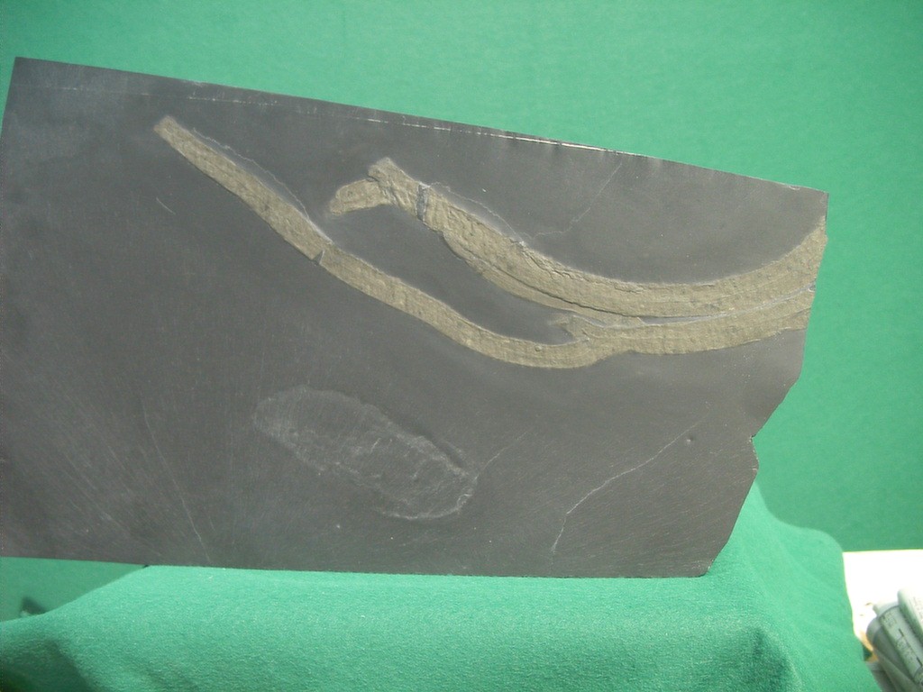 Psilophyton sp.