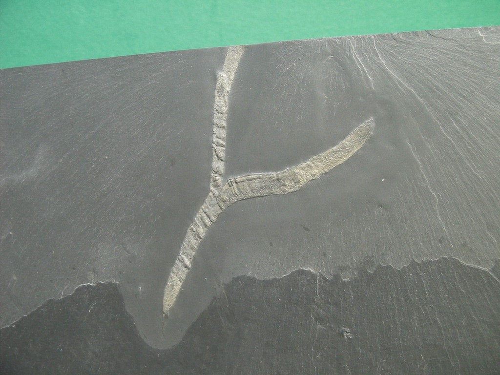 Trimerophyton sp.