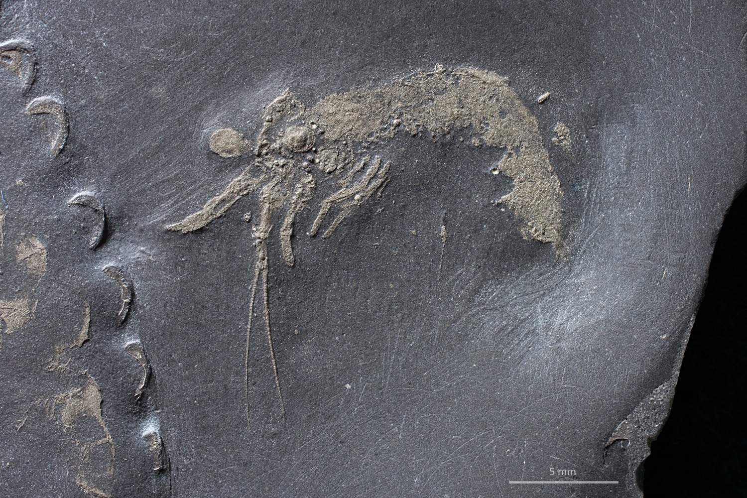 Hohensteiniella engeli
